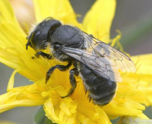 Osmia latreillei